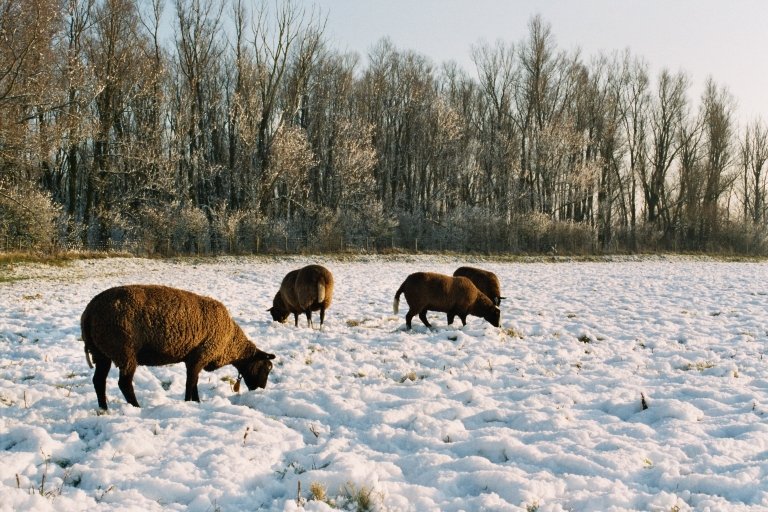 2004010216 sneeuw schapen